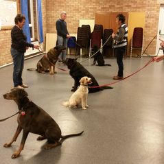 dog training 1